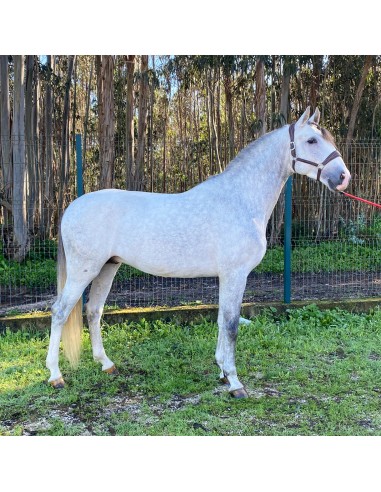 Lusitano, Castrated, 2019, Grey