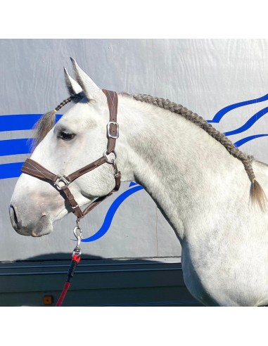 Lusitano, Castrated, 2019, Grey