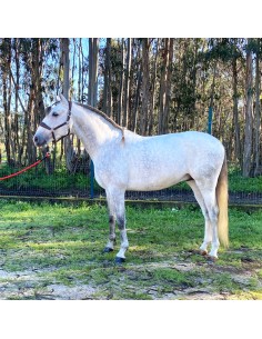 Lusitano, Castrated, 2019,... 2