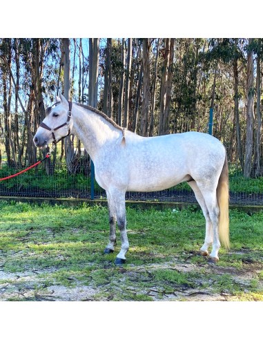 Lusitano, Castrated, 2019, Grey